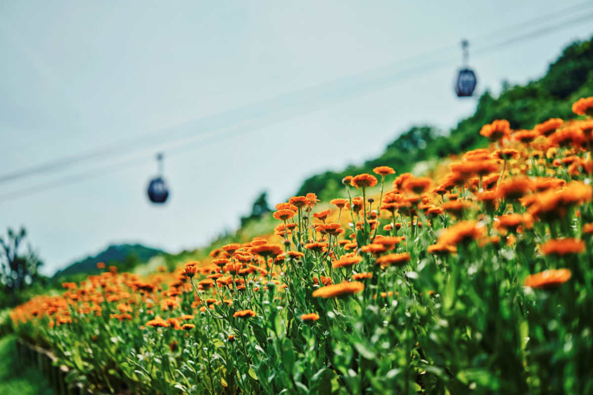 神戸布引ハーブ園「Garden Picnic2026」
