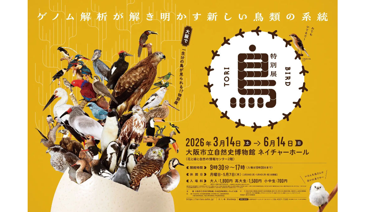 大阪で開催！鳥の進化を体感できる特別展「鳥」展覧会2026｜大阪市立