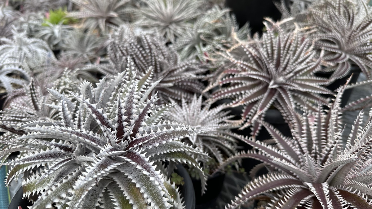 珍奇植物