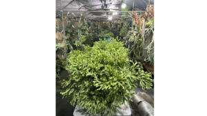 珍奇植物