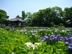 城北菖蒲園