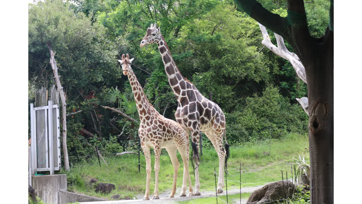 写真提供：天王寺動物園