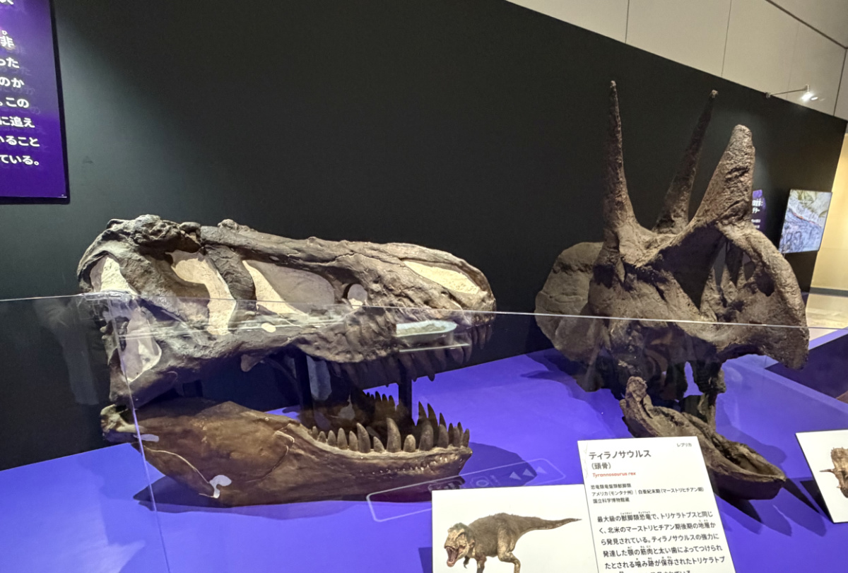 ティラノサウルス
