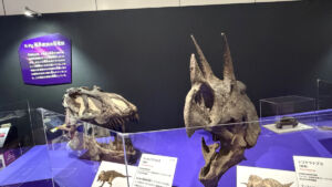 トリケラトプス