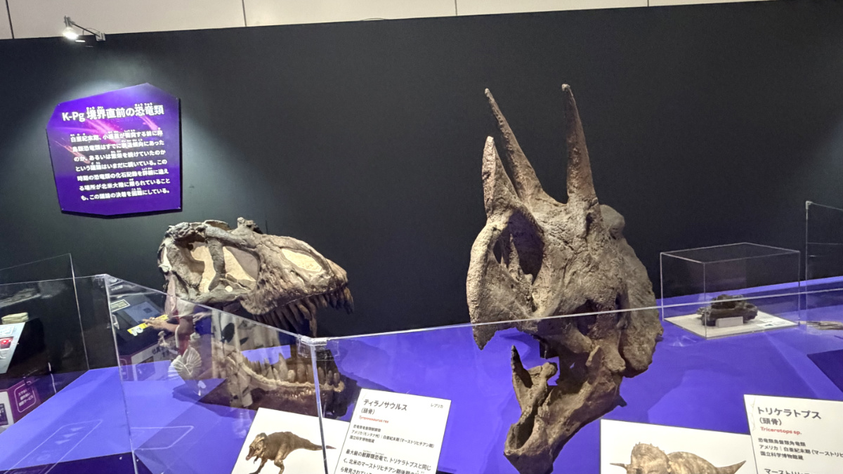 トリケラトプス