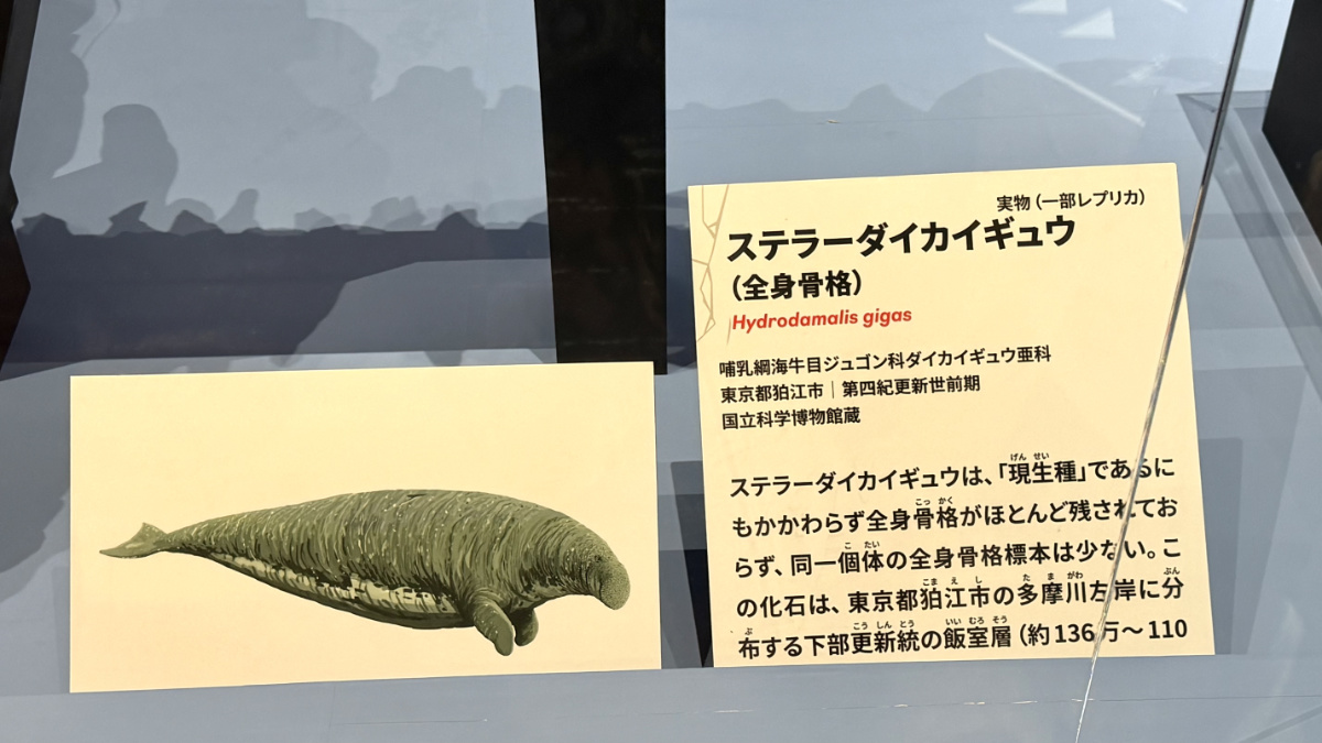 ステラーダイカイギュウ全身実物化石