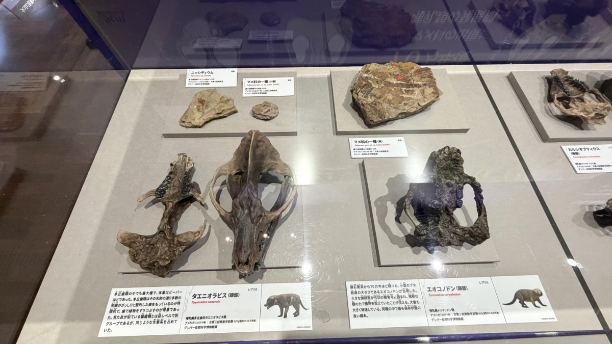 タエニオラビス、エオコノドンほか