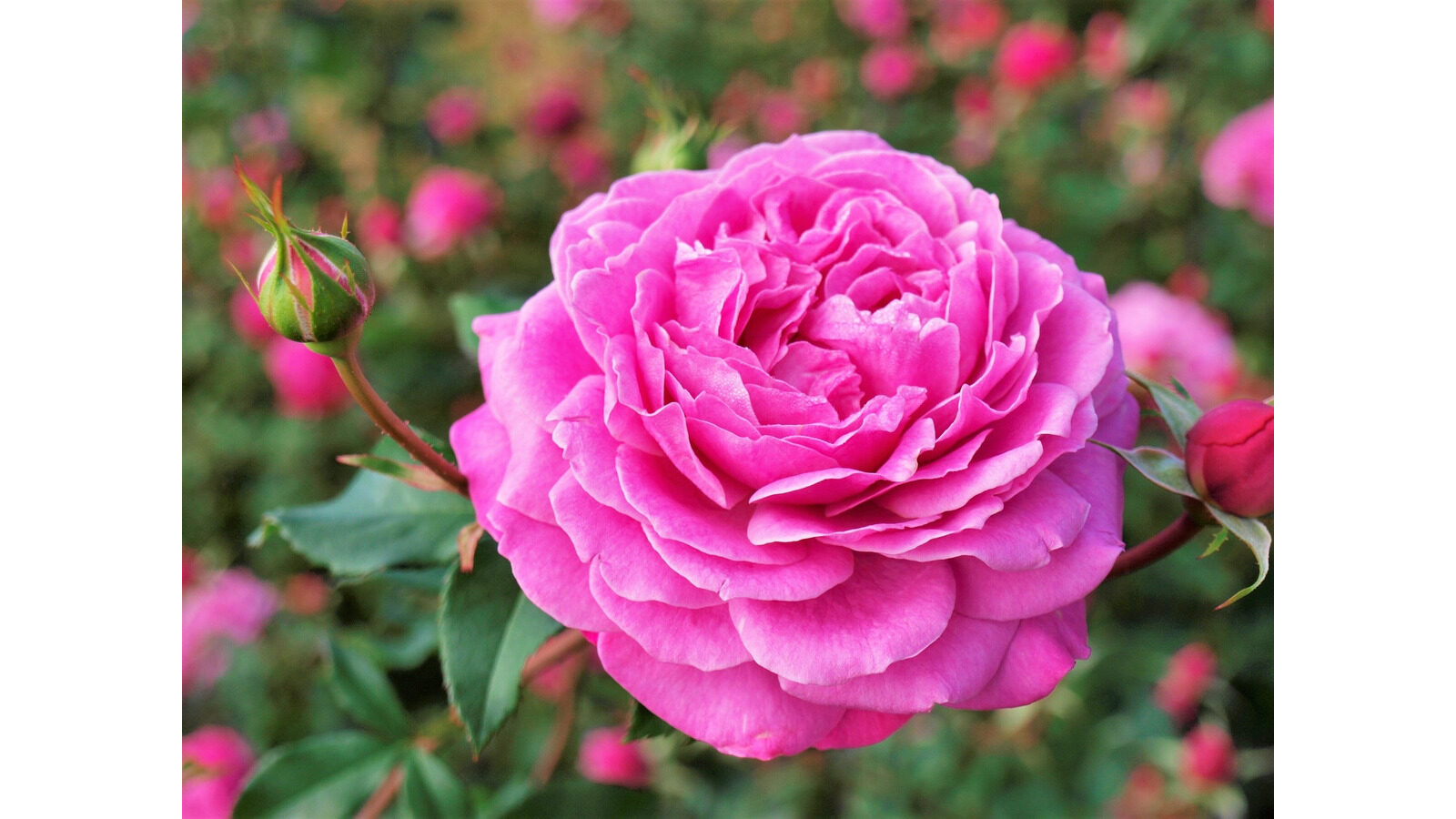ピンク色のバラ「フィネス」の花