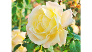 淡い黄色の花びらを持つバラ「ピース」