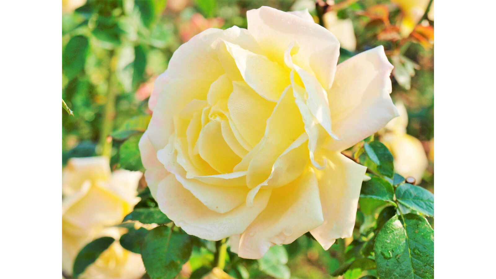 淡い黄色の花びらを持つバラ「ピース」