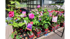 屋外に並ぶさまざまな品種の鉢植えのバラ苗