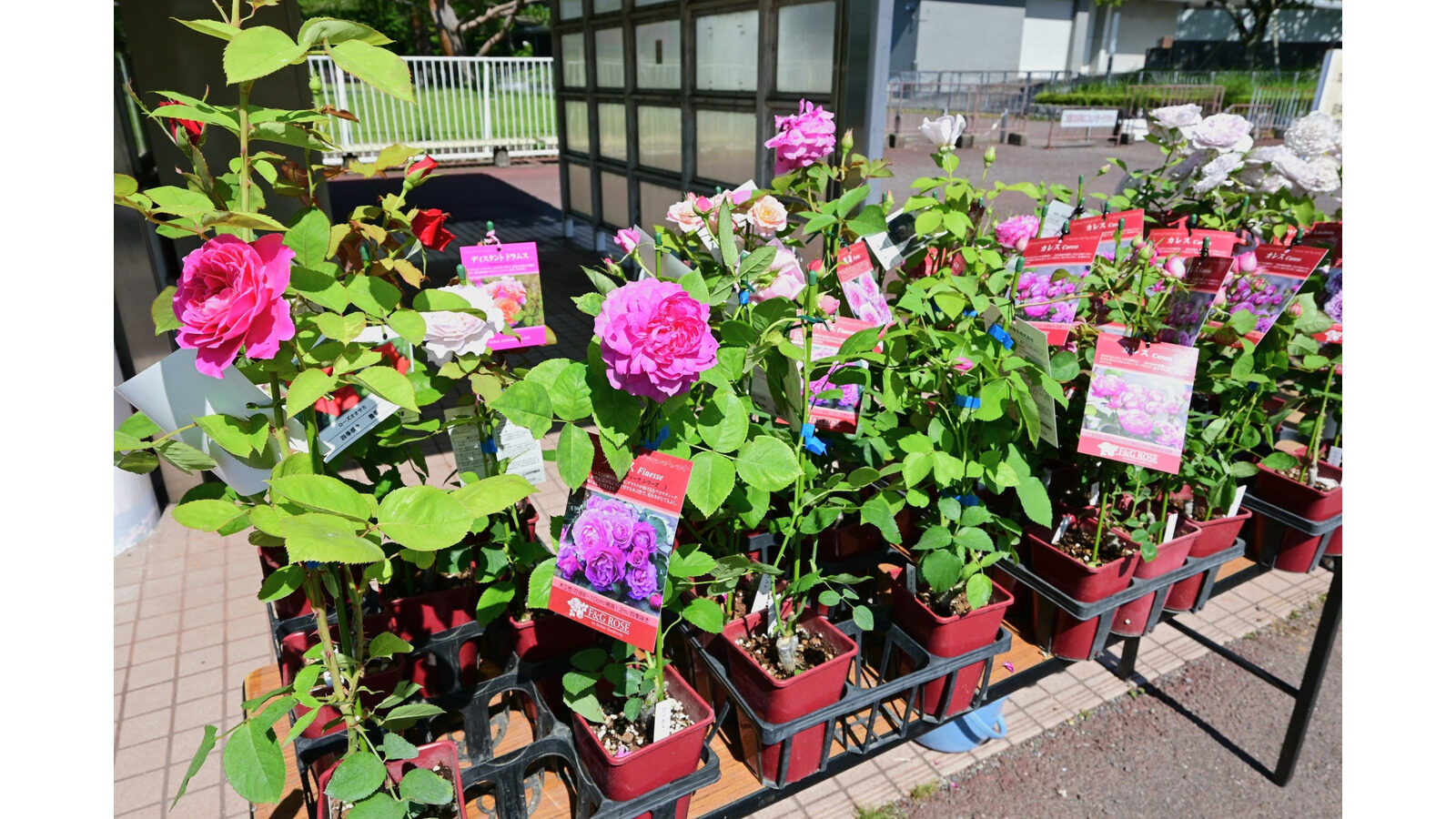 屋外に並ぶさまざまな品種の鉢植えのバラ苗